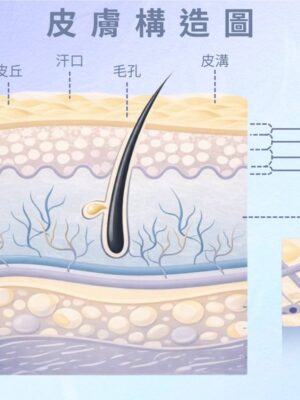 油性無痘・拋光淨化